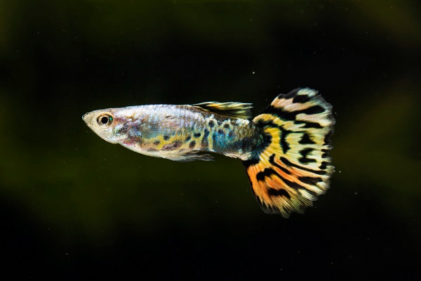 African-Butterfly-Cichlid
