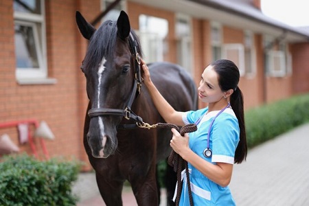 Horse-Health-Insurance