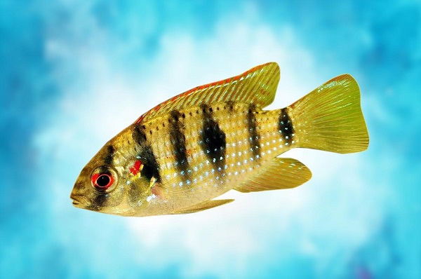 Top 10 Tank Mates for African Cichlid Species