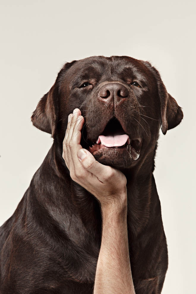 Most Common Causes of Bad Breath in Dogs: A Simple Guide