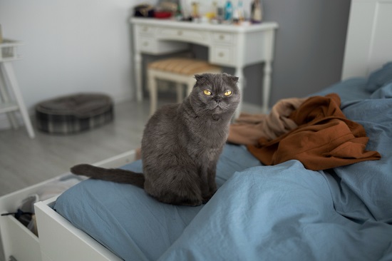 What Causes Cats to Urinate on the Bed