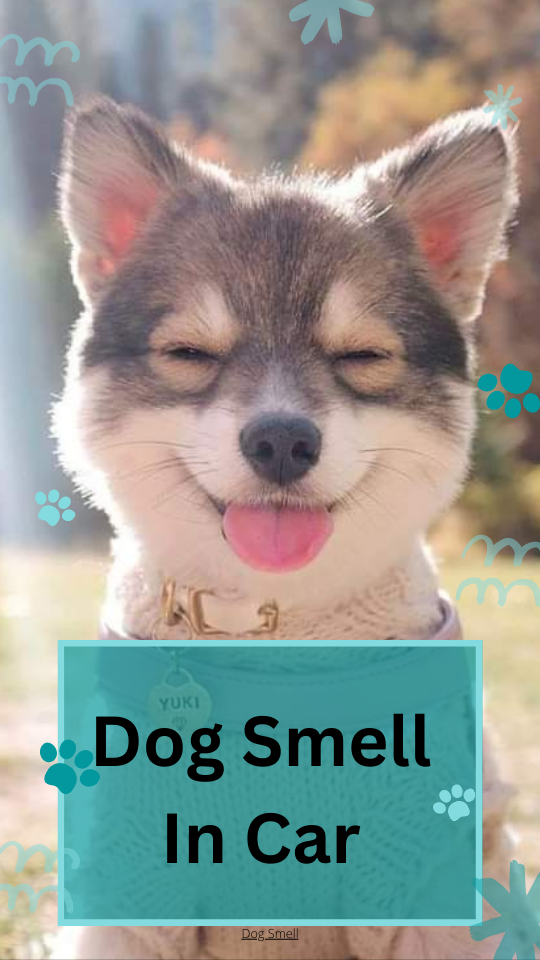 Dog Smell