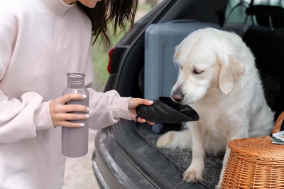 Deodorizing Techniques for out dog smell in car