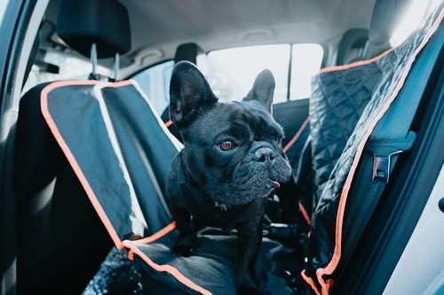 Dog Pee clean in car seat
