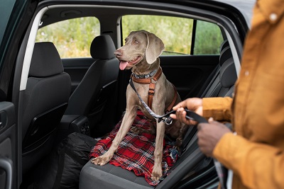 how to Get Dog Smell Out of Your Car