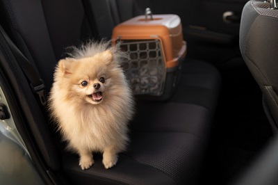 How to get rid of dog hair in car