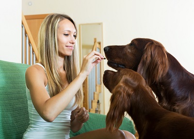 Provide Mental Stimulation for your dog