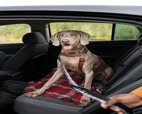 Secure Your Dog in the Car with a Leash