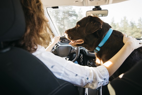 Securing Your Dog in the Car