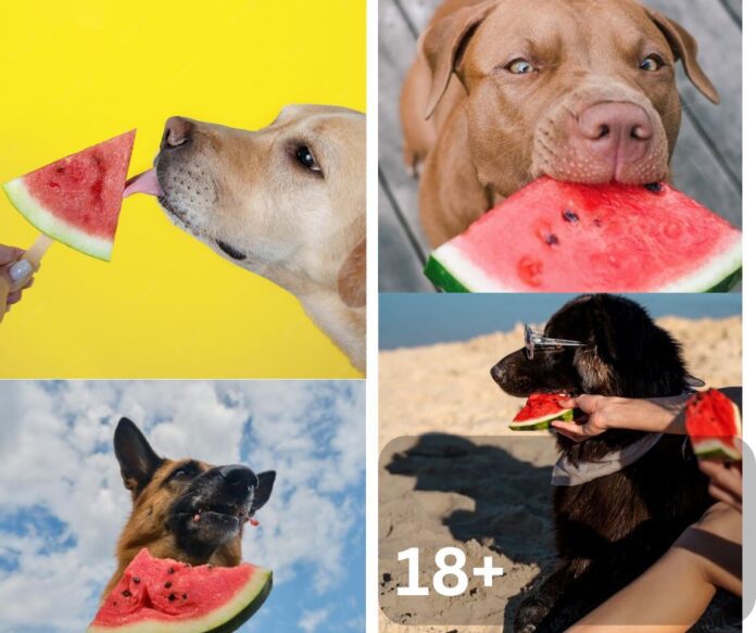 Can dog eat watermelon