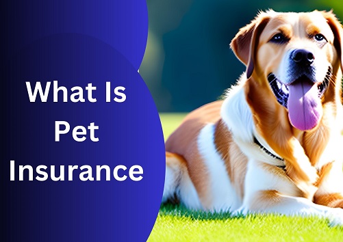 What Is Pet Insurance