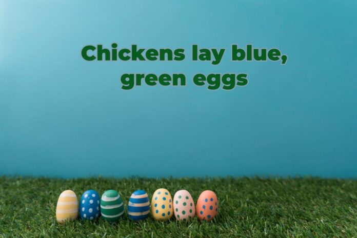 chickens lay blue, green eggs